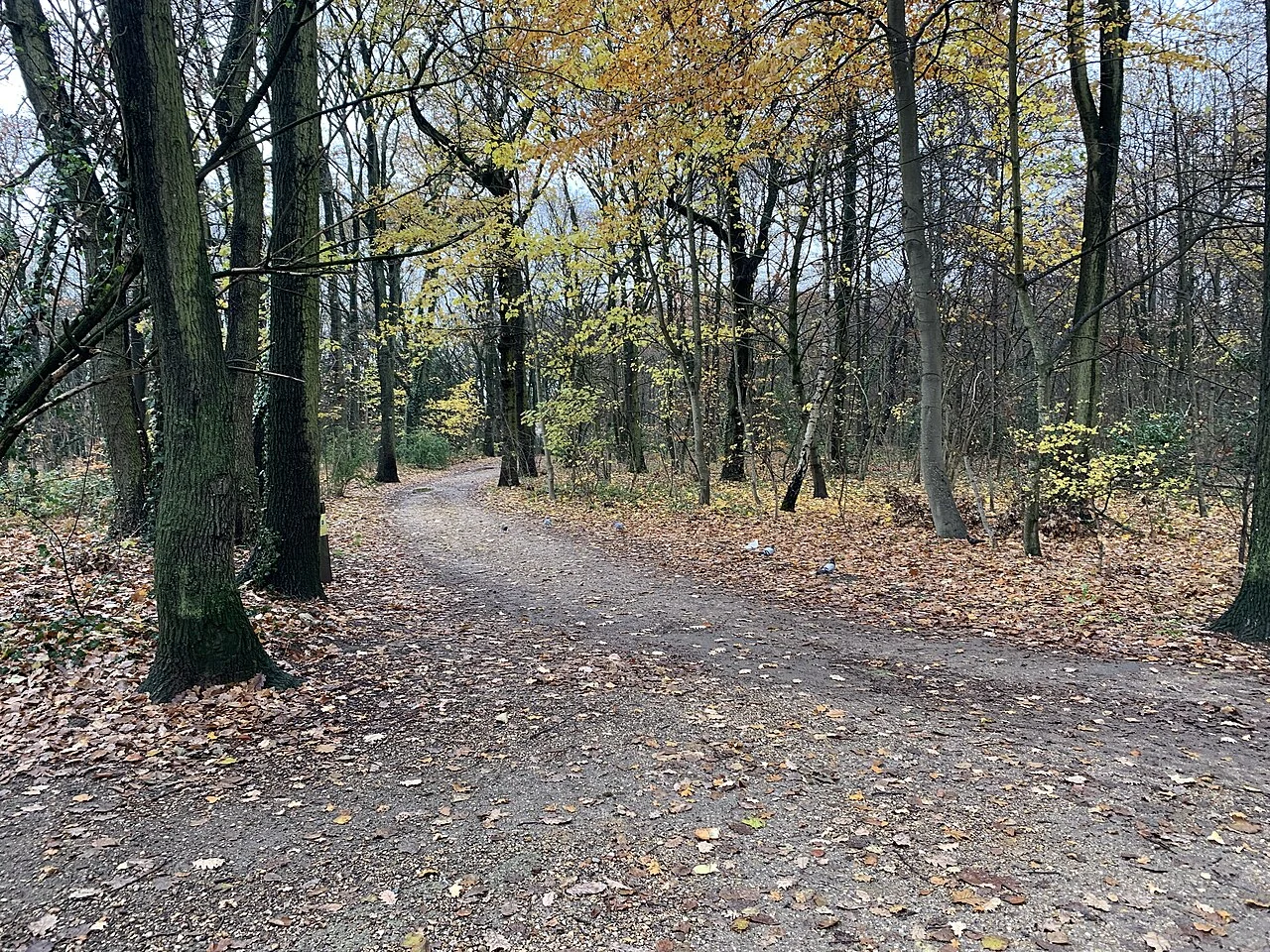 A curving woodland path beneath tall trees and late-autumn leaves in Bondy Forest.